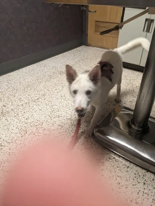 Claycomo Animal Hospital Picture 6