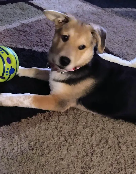 Claycomo Animal Hospital Picture 9