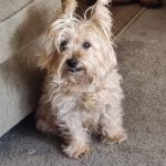 Foxwood Animal Hospital