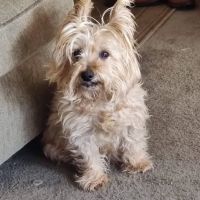 Foxwood Animal Hospital ico