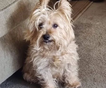 Foxwood Animal Hospital