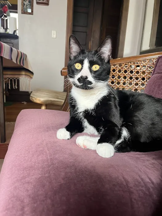 Antioch Dog and Cat Hospital Picture 2