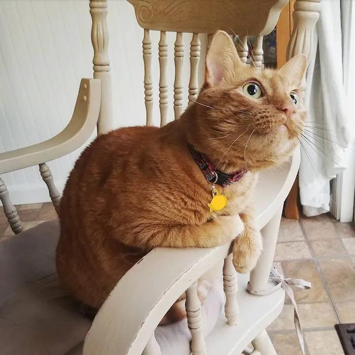 Antioch Dog and Cat Hospital Picture 3