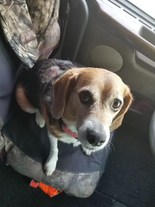 Antioch Dog and Cat Hospital Picture 4