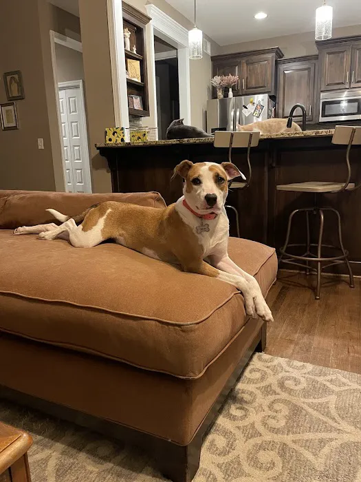 Antioch Dog and Cat Hospital Picture 5