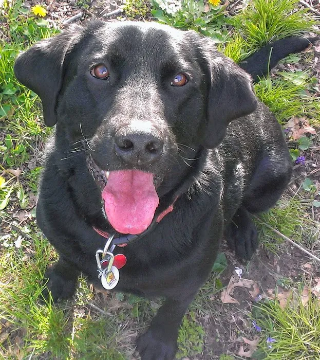 Antioch Dog and Cat Hospital Picture 8