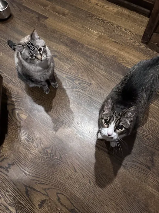 Antioch Dog and Cat Hospital Picture 7