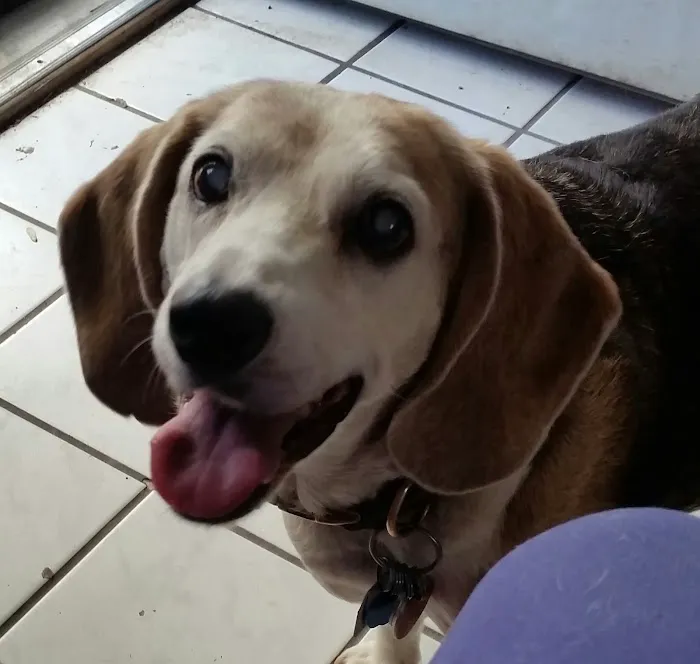 Antioch Dog and Cat Hospital Picture 9