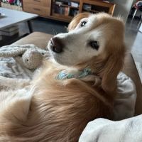 Cavanaugh Pet Hospital ico