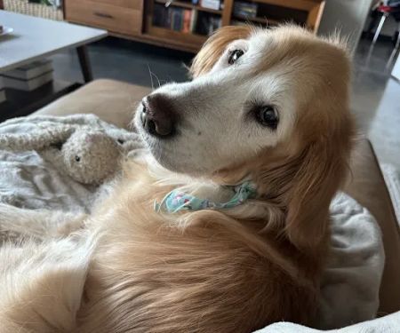 Cavanaugh Pet Hospital