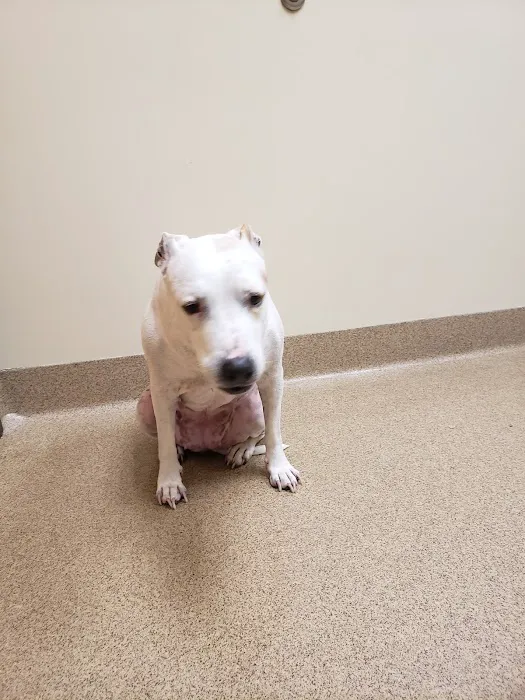 Cavanaugh Pet Hospital Picture 10