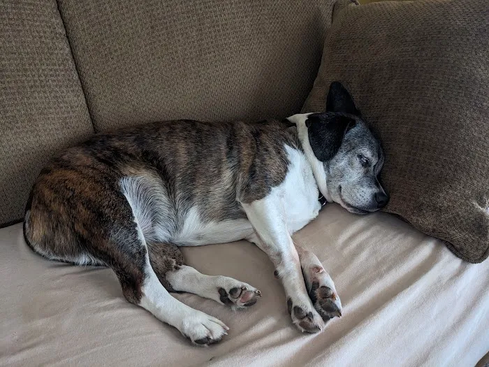 Colbern Road Animal Clinic Picture 2