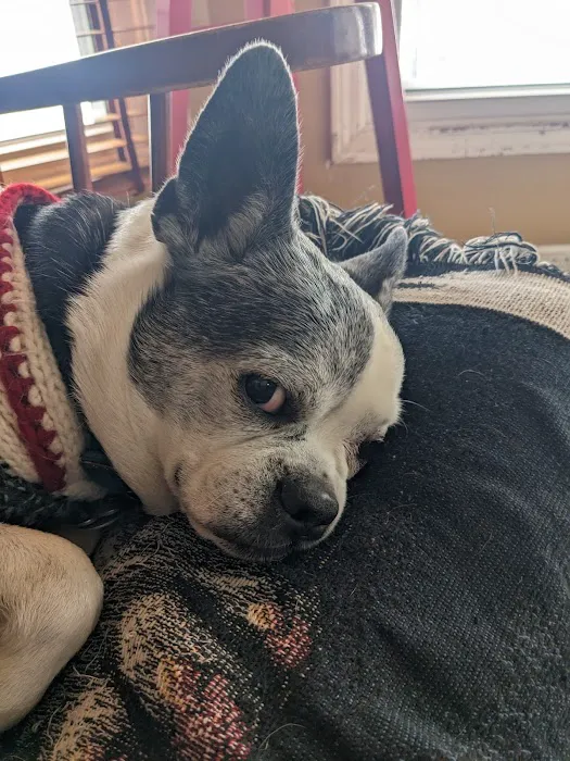 Colbern Road Animal Clinic Picture 1