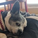 Colbern Road Animal Clinic