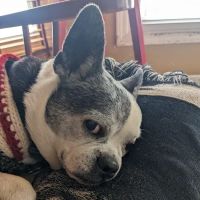 Colbern Road Animal Clinic ico