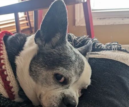 Colbern Road Animal Clinic