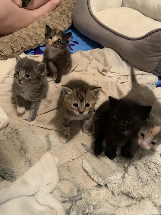 Colbern Road Animal Clinic Picture 3