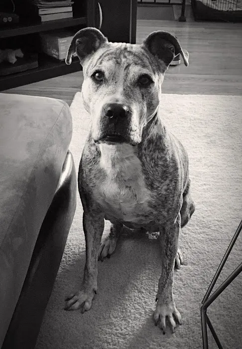 Colbern Road Animal Clinic Picture 6