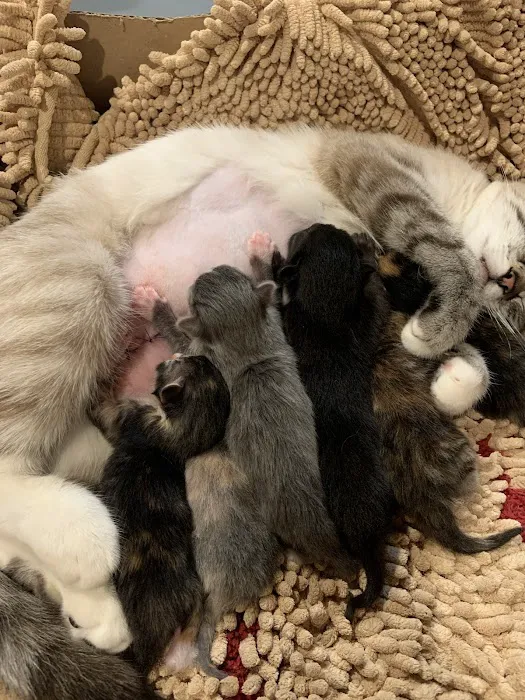 Colbern Road Animal Clinic Picture 5