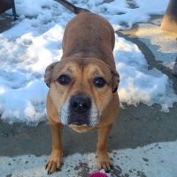 Lakewood Animal Health Center ico