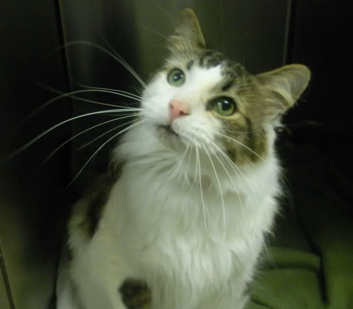 Lakewood Animal Health Center Picture 3