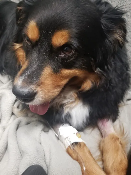 Lakewood Animal Health Center Picture 4