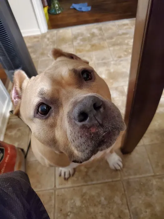 Lakewood Animal Health Center Picture 2