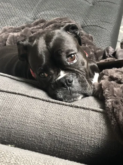 Lakewood Animal Health Center Picture 5