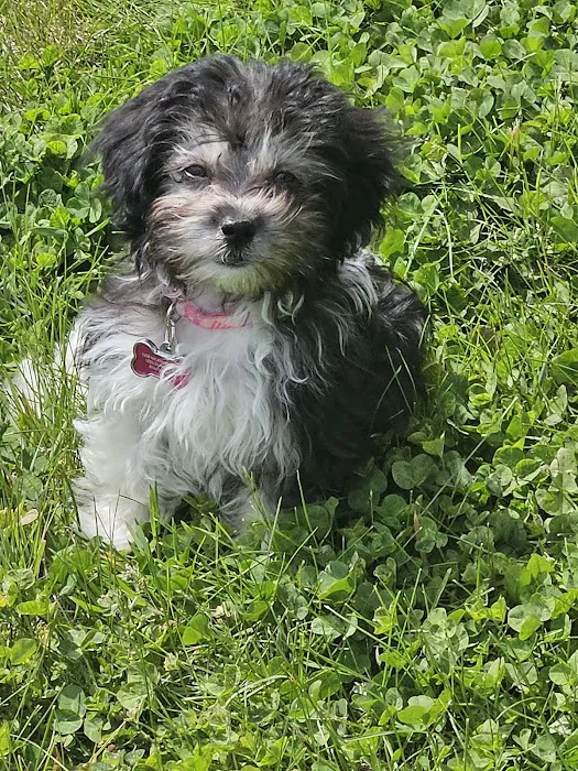 Lakewood Animal Health Center Picture 10