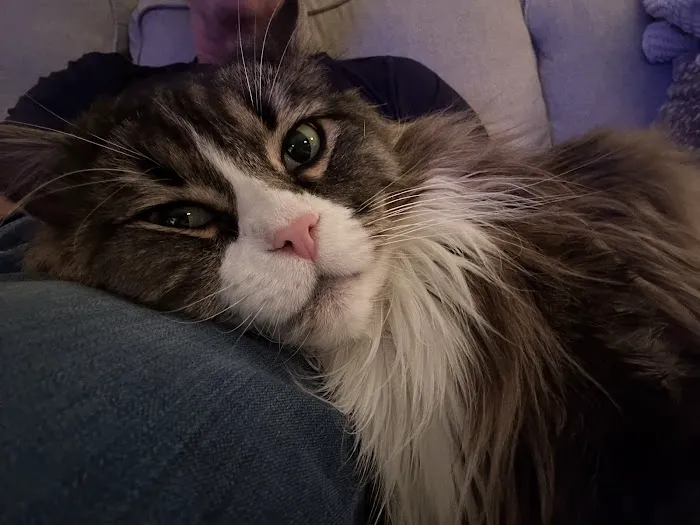 Lakewood Animal Health Center Picture 9