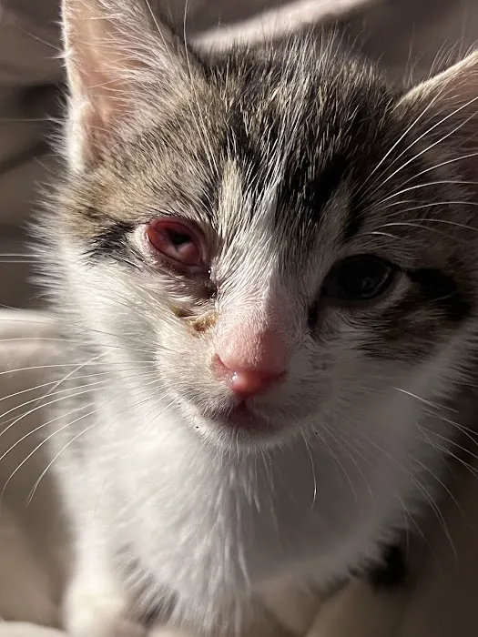 Eye Care for Animals - Lee's Summit Picture 2