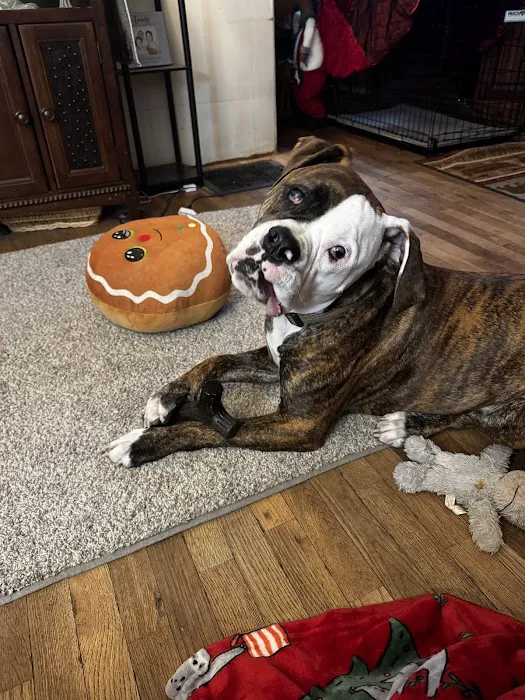 Eye Care for Animals - Lee's Summit Picture 1