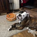 Eye Care for Animals - Lee's Summit