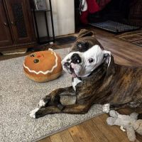 Eye Care for Animals - Lee's Summit ico