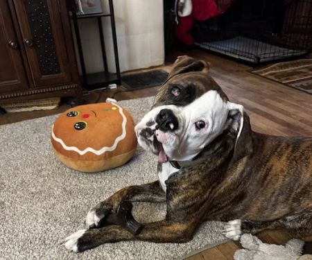 Eye Care for Animals - Lee's Summit