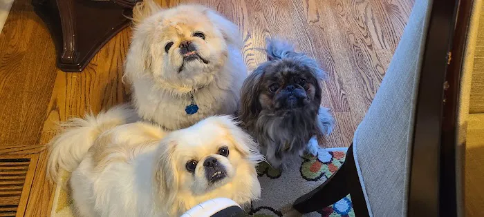 Eye Care for Animals - Lee's Summit Picture 6