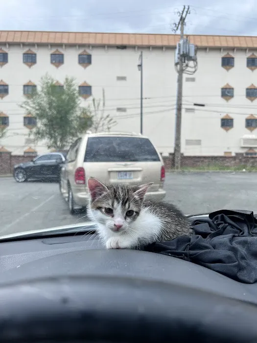 Eye Care for Animals - Lee's Summit Picture 4