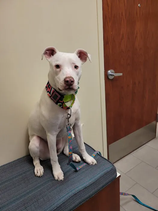 Eye Care for Animals - Lee's Summit Picture 5