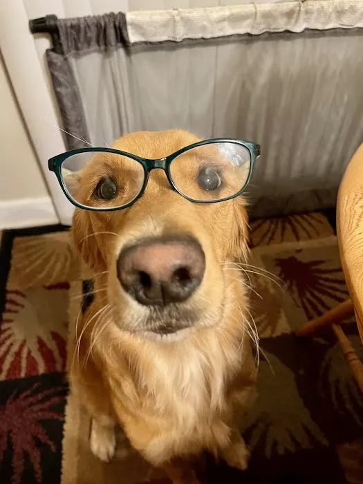 Eye Care for Animals - Lee's Summit Picture 8