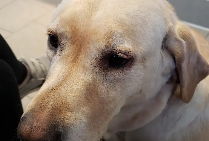 Eye Care for Animals - Lee's Summit Picture 10