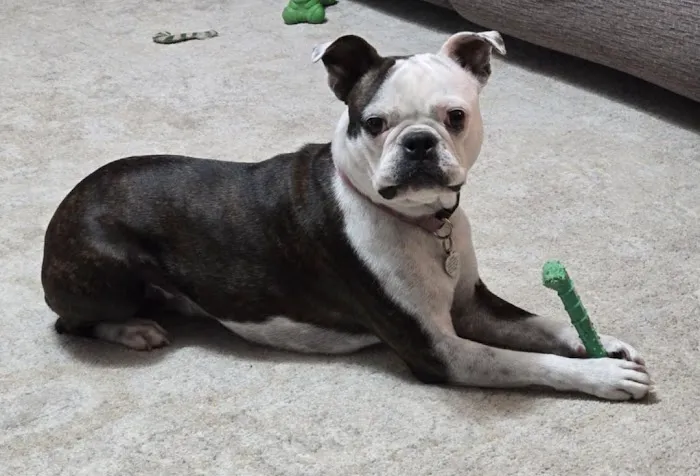 Eye Care for Animals - Lee's Summit Picture 9