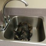 Animal Emergency & Referral