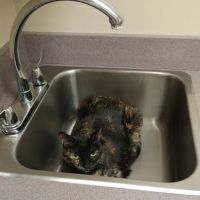 Animal Emergency & Referral ico