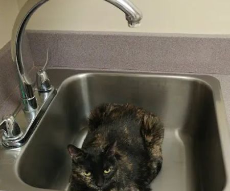 Animal Emergency & Referral