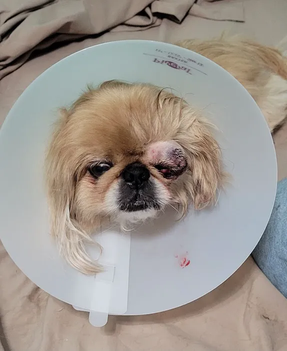 BluePearl Pet Hospital Picture 1