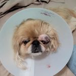 BluePearl Pet Hospital