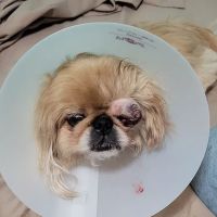 BluePearl Pet Hospital ico