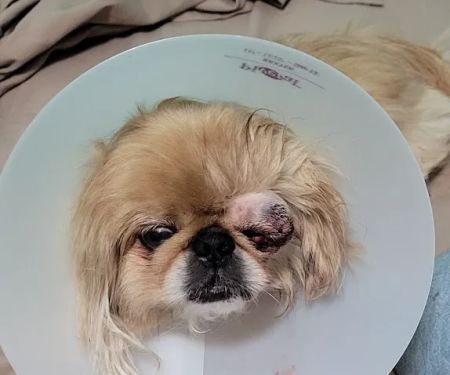 BluePearl Pet Hospital