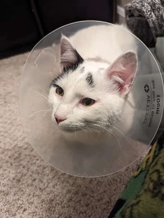 BluePearl Pet Hospital Picture 3