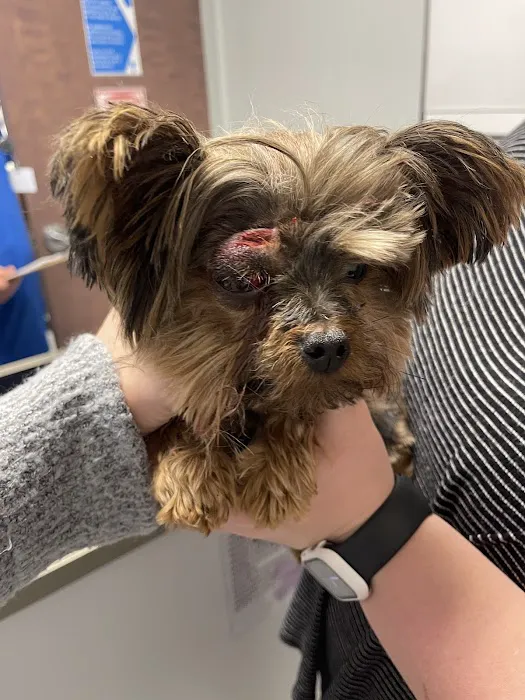 BluePearl Pet Hospital Picture 5